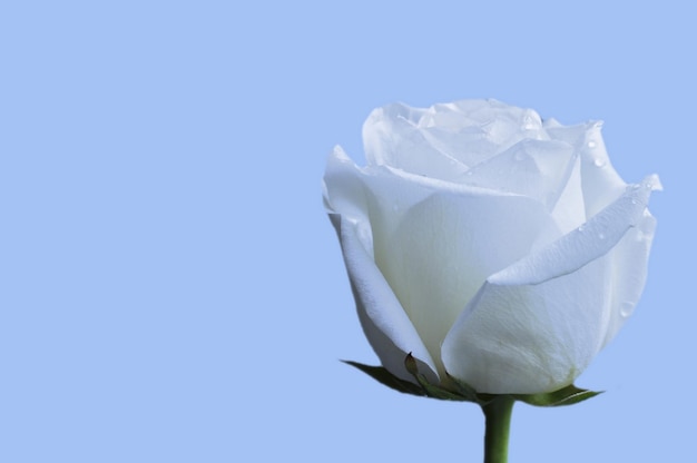 Una rosa blanca con gotas de agua en los pétalos sobre un fondo azul Día de la madre Día de la boda Día internacional de la mujer Cumpleaños Postal Abstracción