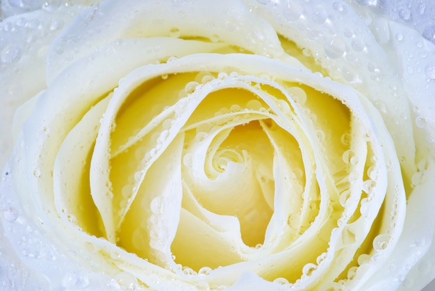 Rosa blanca con gotas de rocío