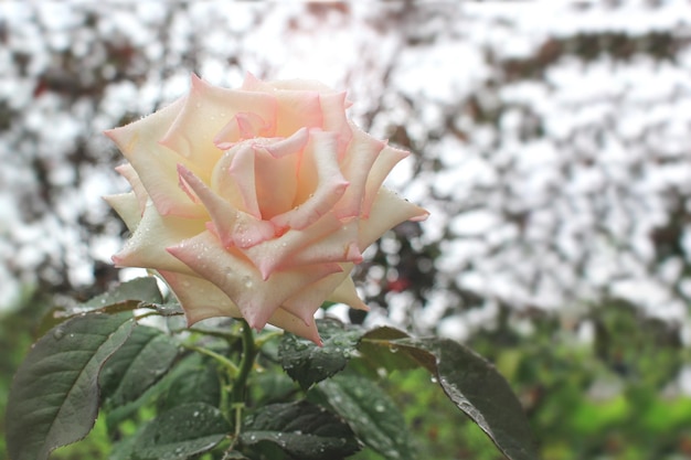 Rosa blanca en el jardín y gotas de lluvia excepto espacio vacío