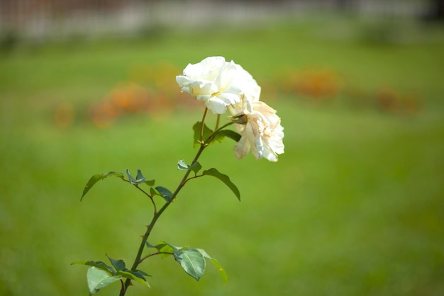 Rosa blanca en el jardín verde