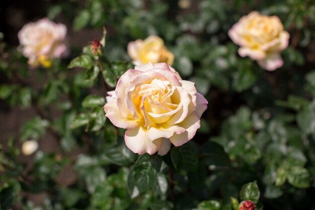 Rosa blanca en el jardín