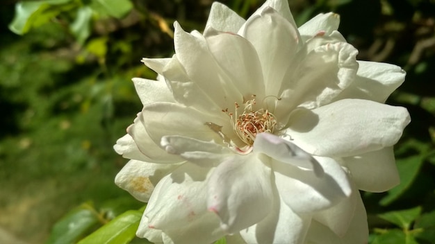 Una rosa blanca en un jardín.