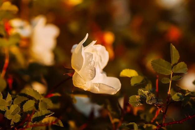 Foto una rosa blanca a la luz del sol