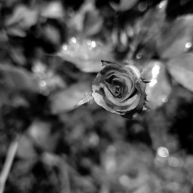 Rosa blanca negra en el fondo del bosque hermosa naturaleza tonificación primavera naturaleza diseño sol planta