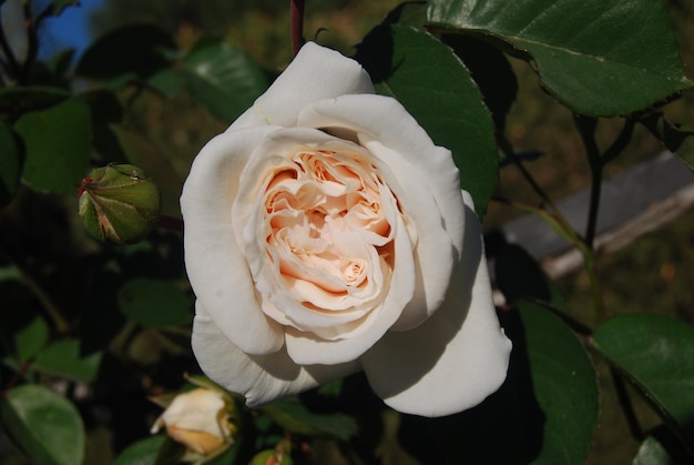 una rosa blanca con el nombre de la en ella