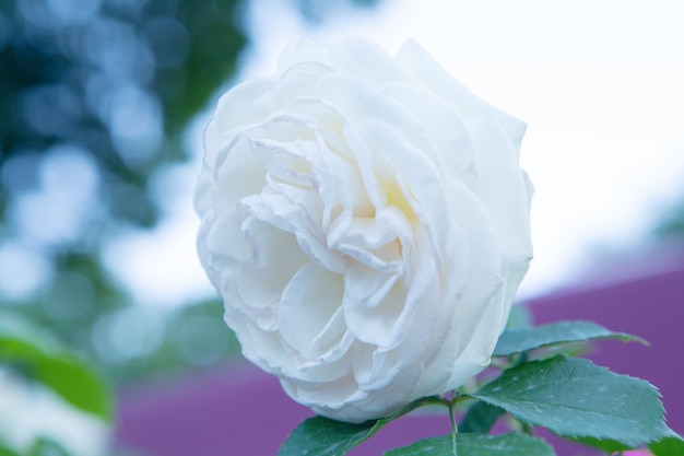 Rosa blanca en el parque