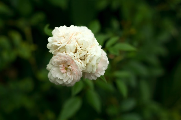 Rosa blanca que florece en una vista superior del jardín