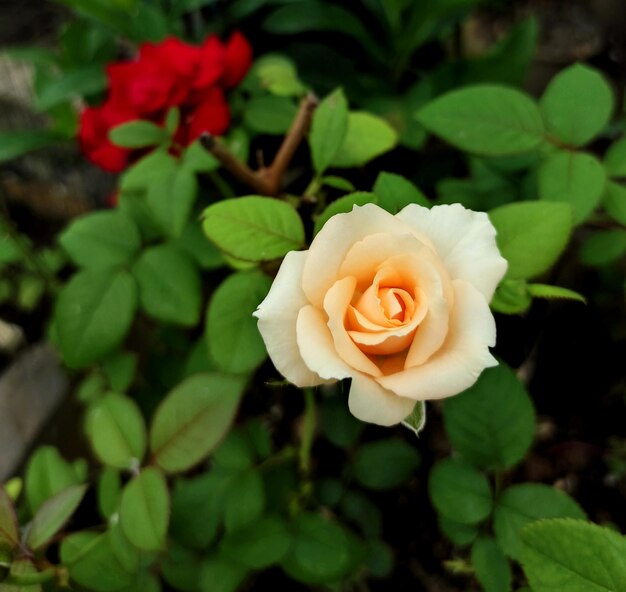 Foto rosa blanca y rosa roja en el fondo