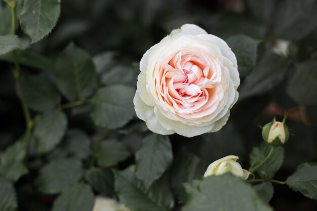 Rosa blanca