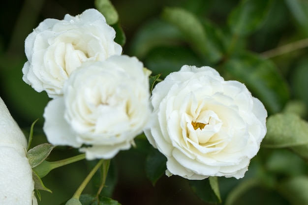 Rosa blanca