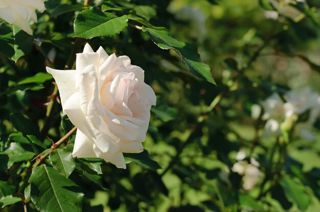 rosa blanca