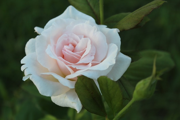 Rosa blanca