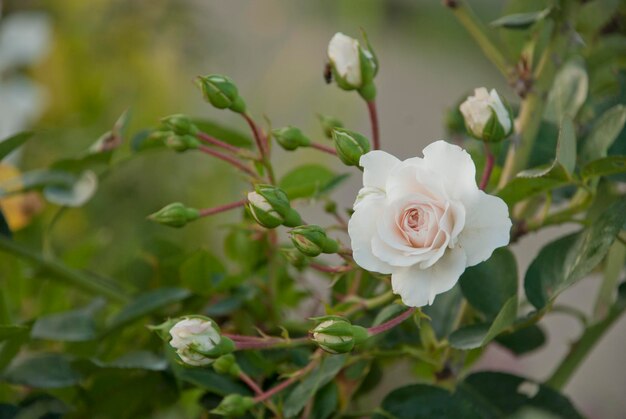 Foto rosa blanca