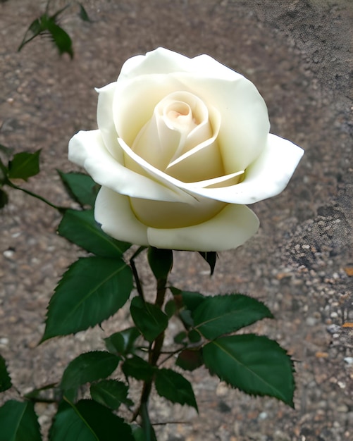 rosa blanca