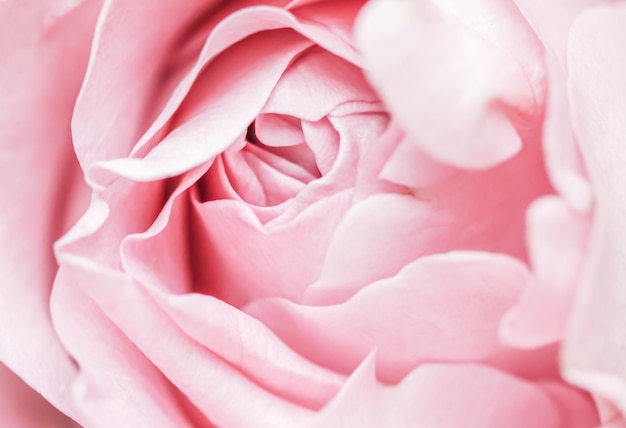 Rosa, blassrosa Blütenblätter weicher Fokus Makro-Blumen-Kulisse