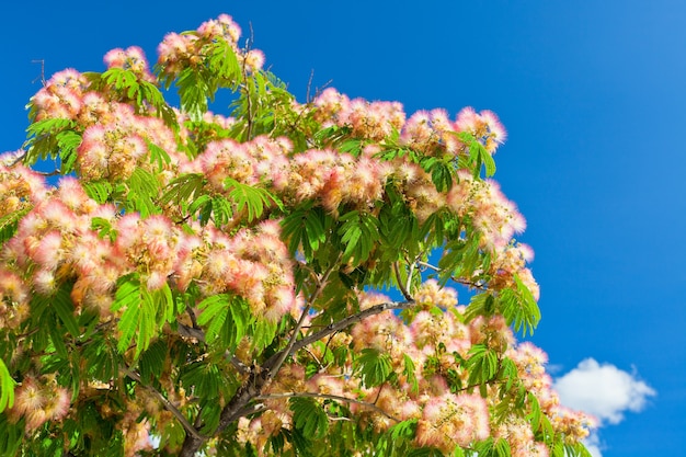 Rosa Blossom Acacia Tree Brunches em um fundo de céu azul brilhante