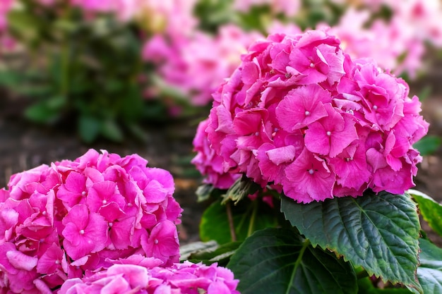 Foto rosa blühende blume hydrangea macrophylla im sommer im garten