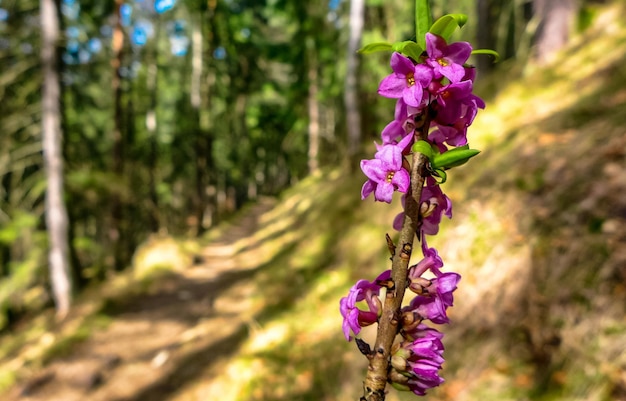 Rosa blühende Blumen im Wald in der Nähe eines leeren Wanderwegs