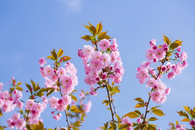 Rosa blühende Blumen