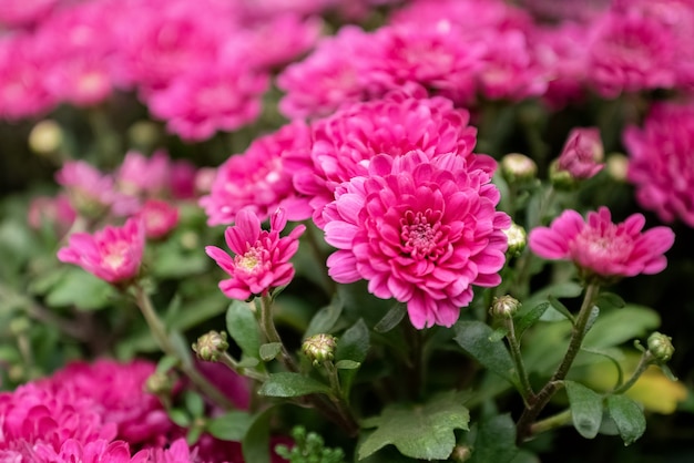 Rosa blühende Chrysantheme Herbstblume hautnah