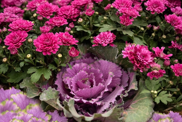 Rosa blühende Chrysantheme und Brassica oleracea Blumen im Herbstgarten