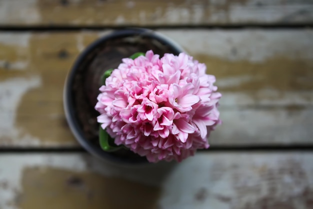 Rosa blühende Frühlingshyazinthenblume in einem Topf auf gealtertem Holztisch hautnah.