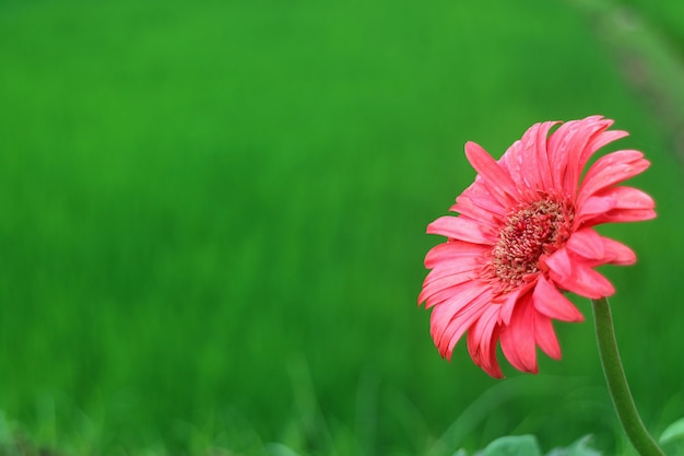 Rosa blühende Gerbera-Blume mit dem Morgentau gegen verschwommenes grünes Feld