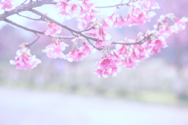 Foto rosa blühende kirschblütenblumen abstrakter rosa hintergrund