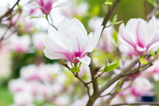 Rosa blühende Magnolienblumen an einem hellen sonnigen Tag Nahaufnahme