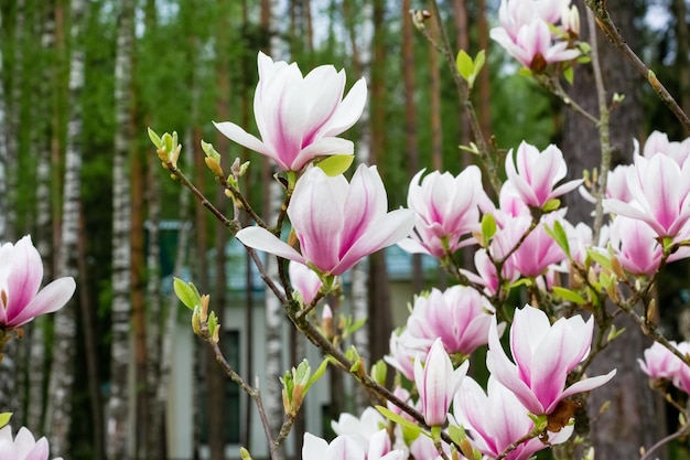 Rosa blühende Magnolienblumen an einem hellen sonnigen Tag Nahaufnahme