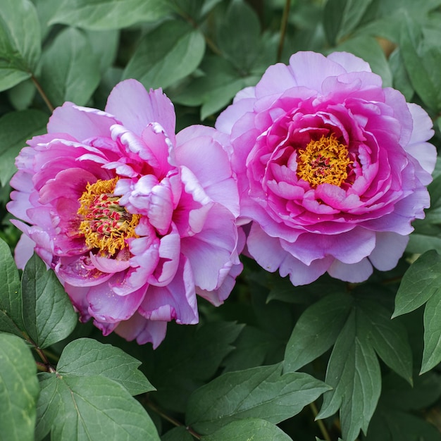 Rosa blühende Pfingstrose aus nächster Nähe Paeonia lactiflora Sarah Bernhardt