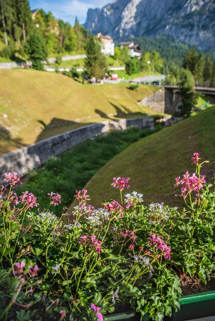 Foto rosa blühende pflanzen am land gegen berge