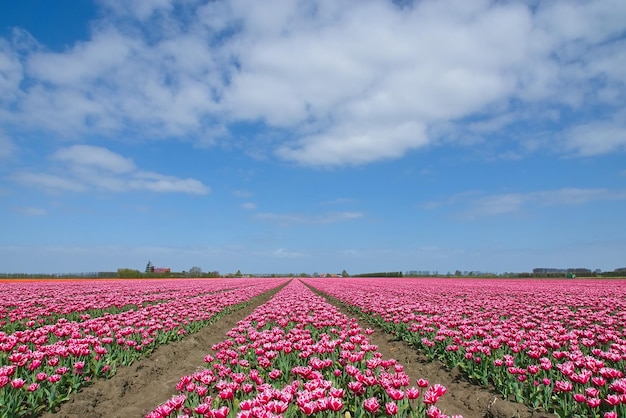 Rosa blühende Pflanzen auf dem Feld gegen den Himmel