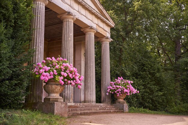 Foto rosa blühende pflanzen im park