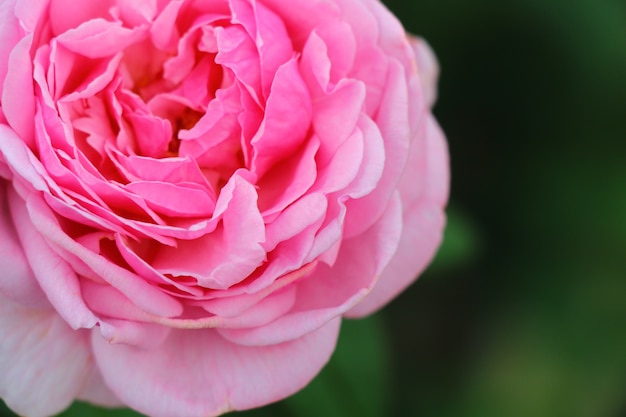 Rosa blühende rosafarbene Blumennahaufnahme für Valentinstag