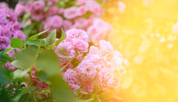 Rosa blühende Rosen im Garten, Strahlen der hellen Sonne, Nahaufnahme