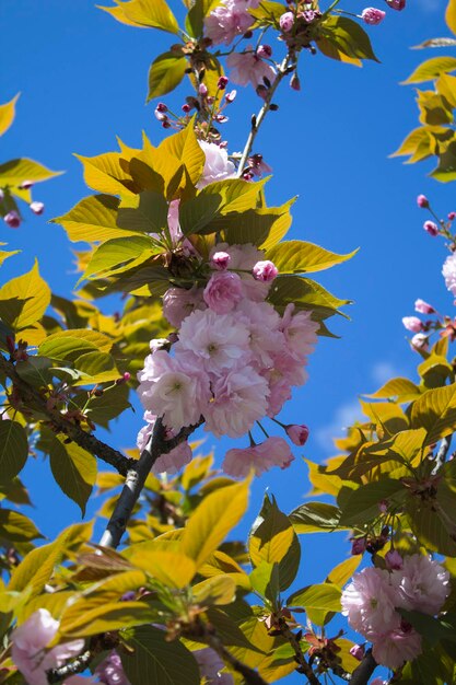 Rosa blühende Sakura gegen den blauen Himmel. Standort vertikal.