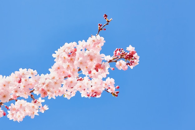 Rosa blühende Sakura. Kirschblütenzweig in der Blüte gegen blauen Himmel