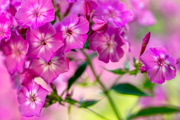 Rosa blühender Phloxblumennaturhintergrund