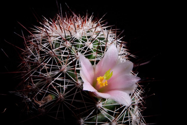 Rosa Blüte des Mammillaria-Kaktus blüht