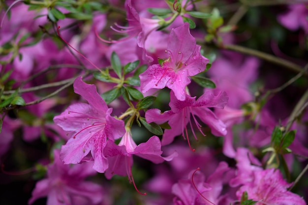 Rosa Blüte rosa blühender Busch rosa und lila Farben