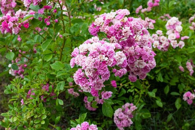 Rosa Blüten am Busch mit grünen Blättern