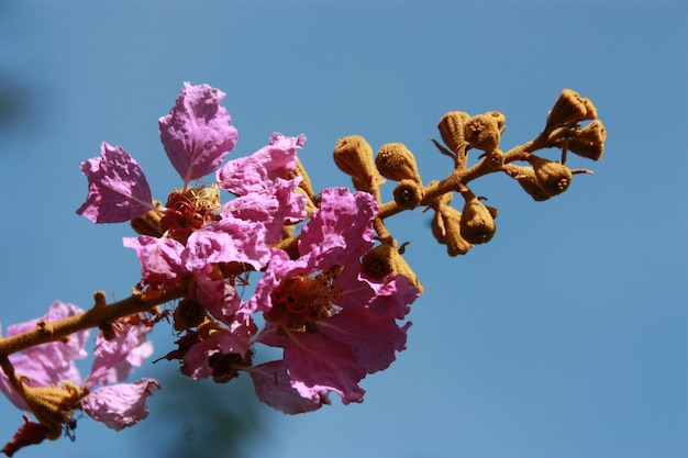 rosa Blüten am Zweig