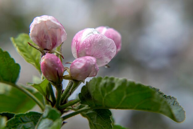 Rosa Blüten Apfel blühen frische Knospen Nahaufnahme makroblühende Pflanzenblätter und natürliche Schönheit