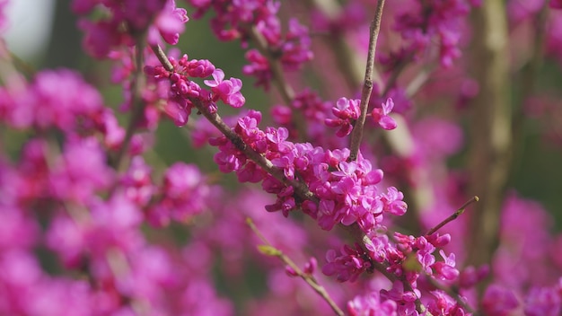 Rosa Blüten auf dem Judasbaum, allgemein als Judasbaum bekannt, ist ein kleiner Laubbaum aus der Nähe