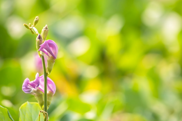 Rosa Blüten blühen von Ipomoea pes-caprae Hintergrund verschwommen von grünen Blättern.