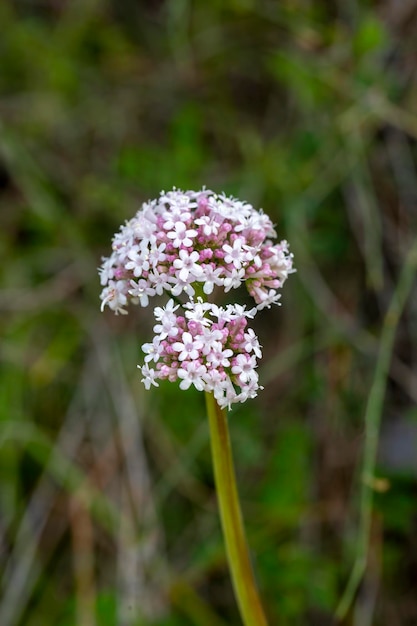 Rosa Blüten der Baldrianpflanze Valeriana officinalis