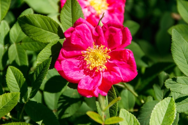 Rosa Blüten der Heckenrose (Hagebutte) auf einem Busch im Garten