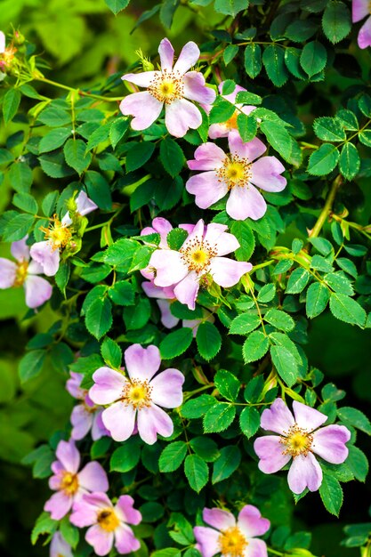 Rosa Blüten der Heckenrose Nahaufnahme auf grüner Gartenoberfläche