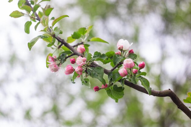 Rosa Blüten des Apfelbaums auf einem Ast